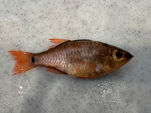 戸田港