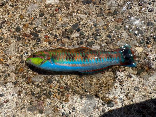 ニシキベラの釣果