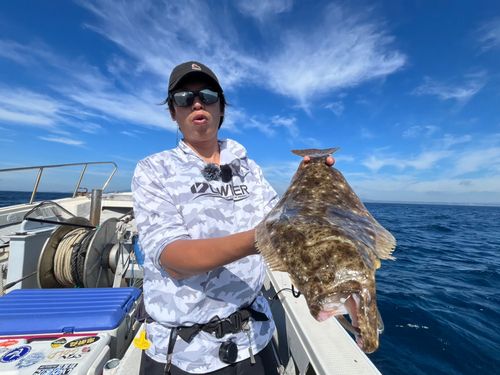 ヒラメの釣果