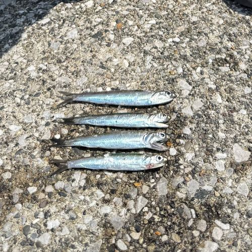 若洲海浜公園海釣り施設