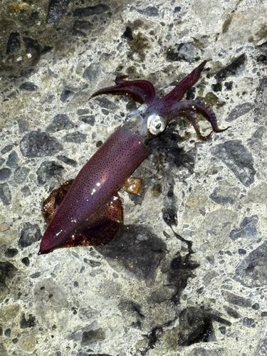 マメイカの釣果