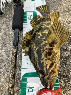 タケノコメバルの釣果