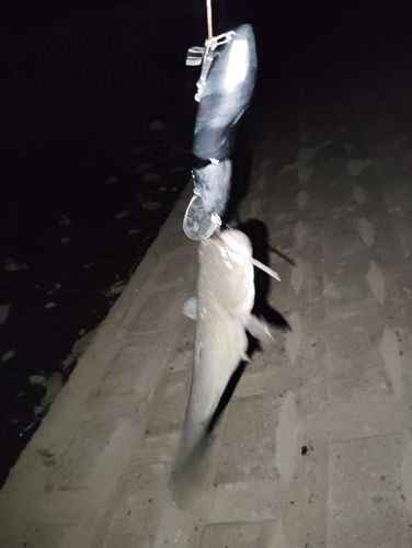 ナマズの釣果
