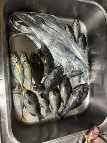 タチウオの釣果