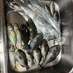 タチウオ
