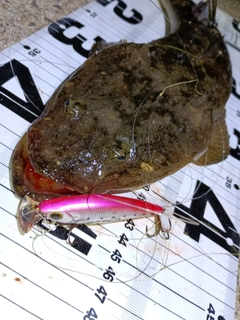 マゴチの釣果