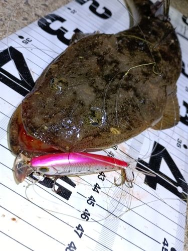 マゴチの釣果