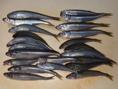 キビナゴの釣果