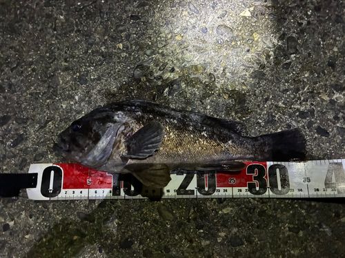 クロソイの釣果