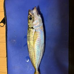 アジ