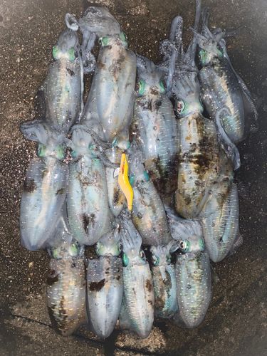 アオリイカの釣果