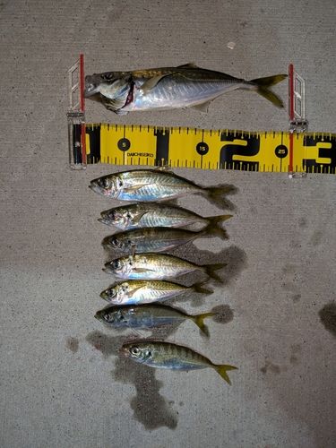 鮫浦湾