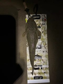 マゴチの釣果