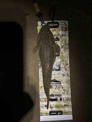 マゴチの釣果