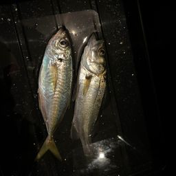 セイゴ（マルスズキ）