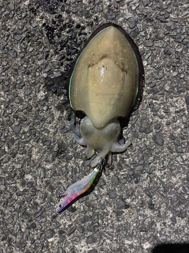 モンゴウイカの釣果