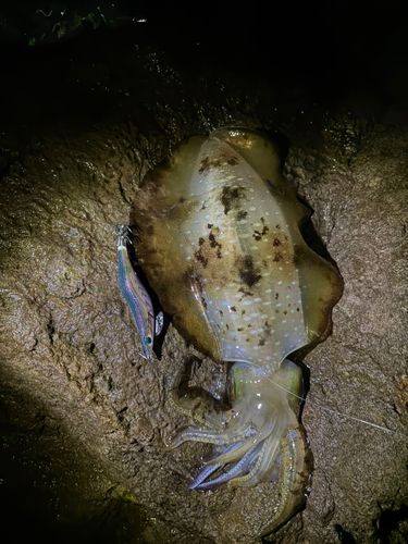 アオリイカの釣果