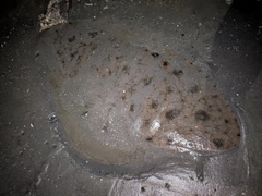 ツバクロエイの釣果