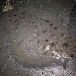 ツバクロエイ