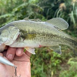 ラージマウスバス