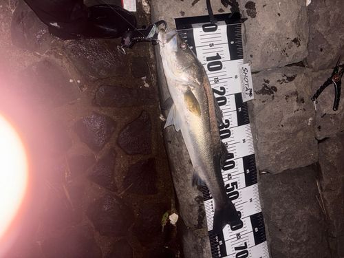 釣果