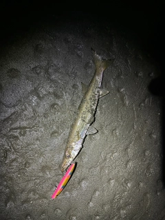 カマスの釣果