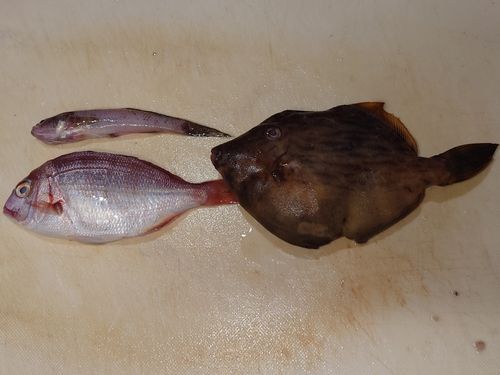 カワハギの釣果