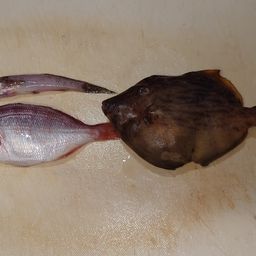 カワハギ