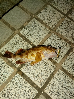 カサゴの釣果
