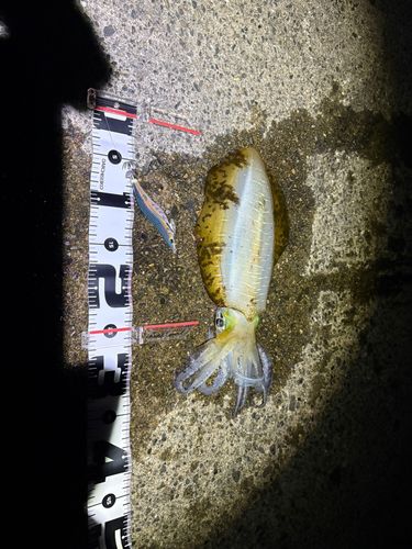 アオリイカの釣果