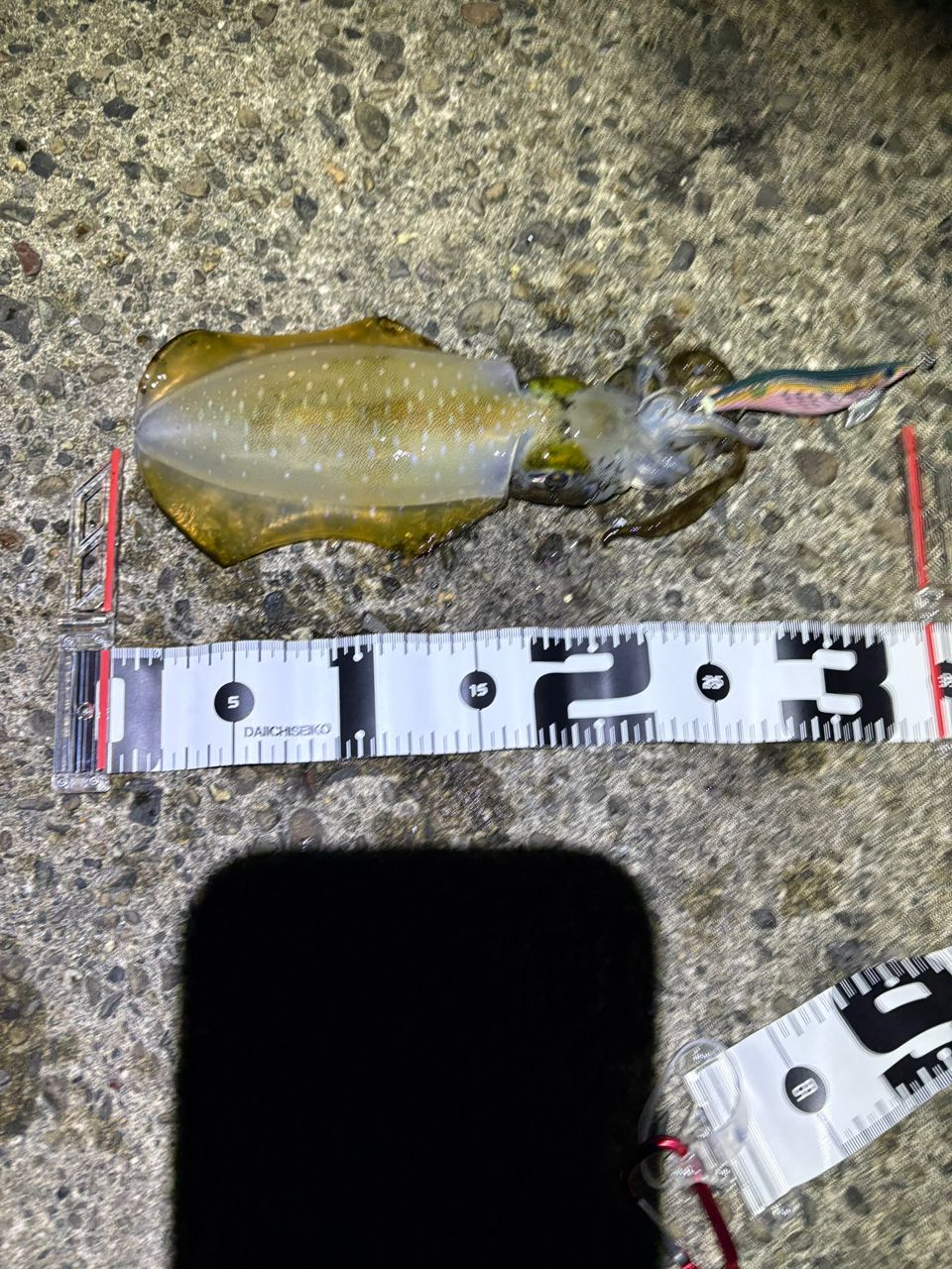 アオリイカ