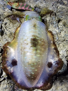 アオリイカの釣果