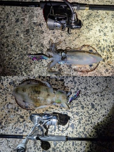 アオリイカの釣果