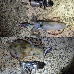 アオリイカ
