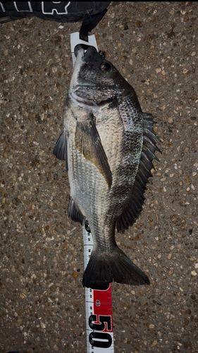 チヌの釣果