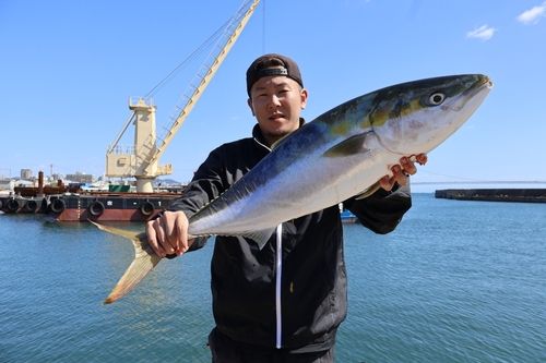 ブリの釣果
