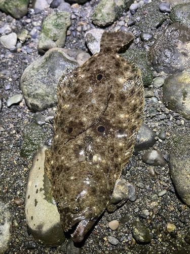 ヒラメの釣果
