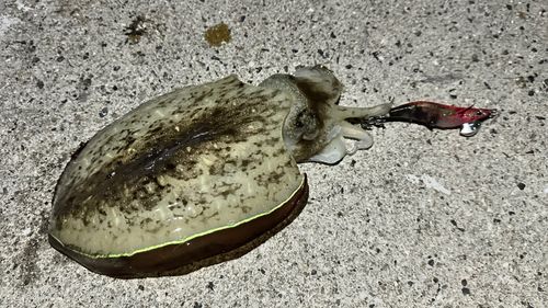 コウイカの釣果