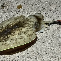 コウイカ