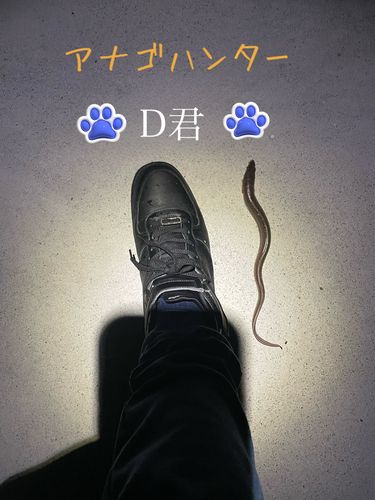 アナゴの釣果