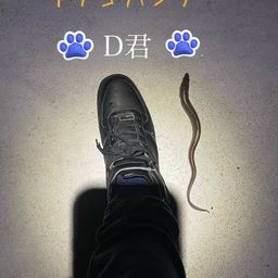 アナゴ