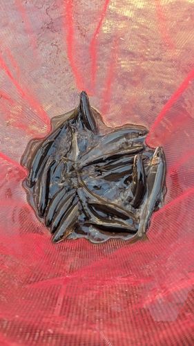 アユの釣果