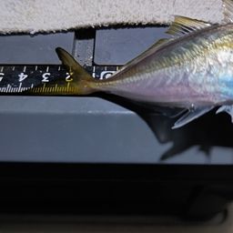 アジ