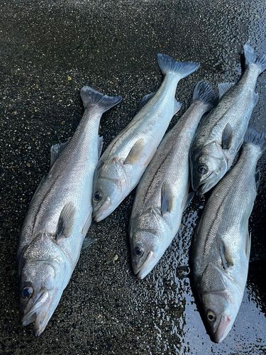 スズキの釣果