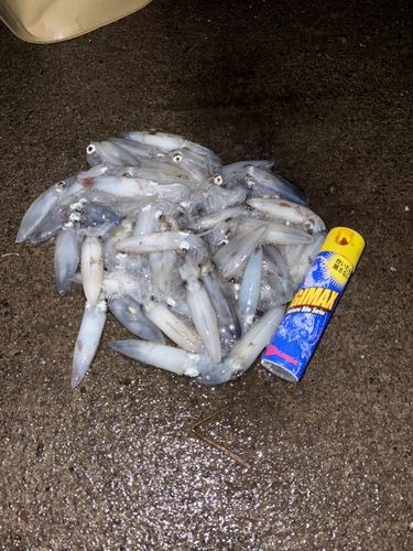 マメイカの釣果
