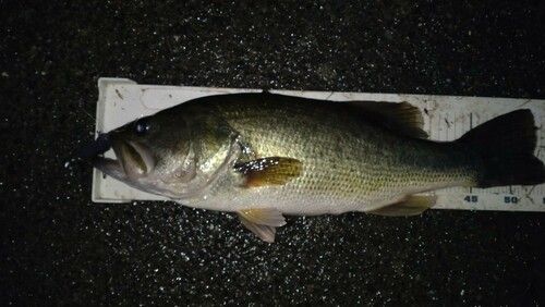 ラージマウスバスの釣果