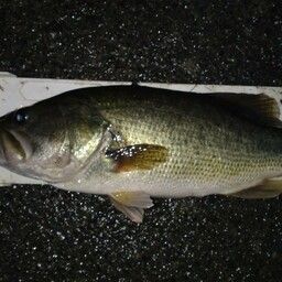 ラージマウスバス