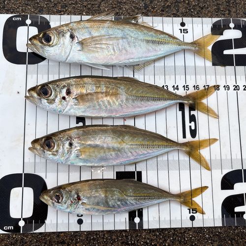 アジの釣果