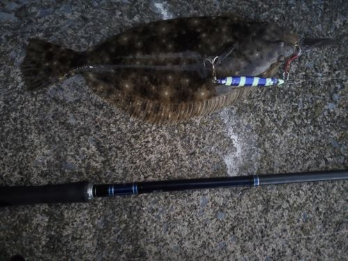 ヒラメの釣果