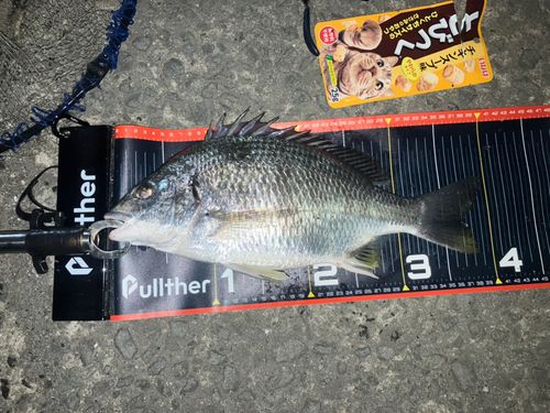 キビレの釣果
